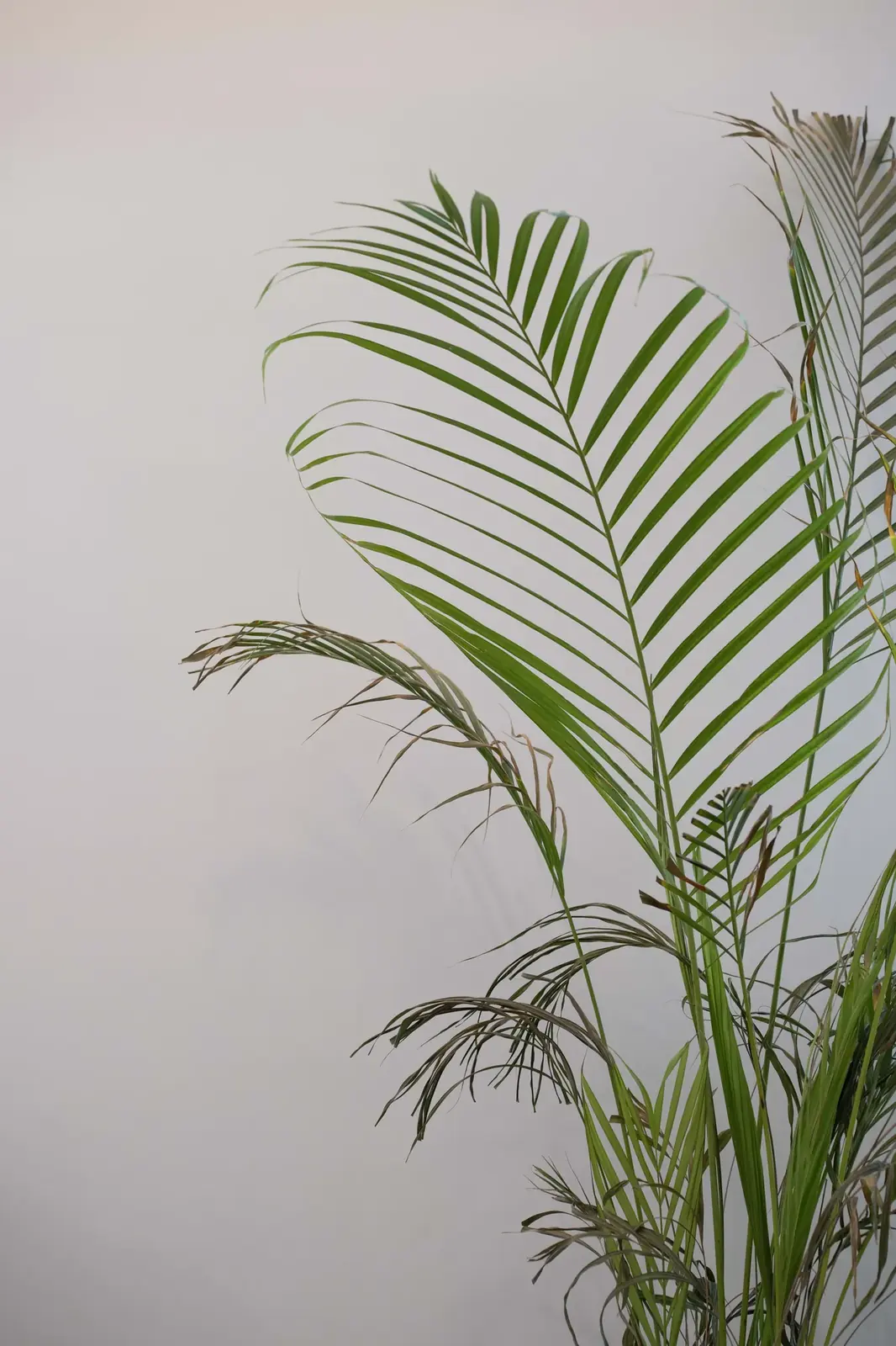 مكتب Dahlez – Dahlez Office | تصميم أمل الفقيه · Amal Alfageeh